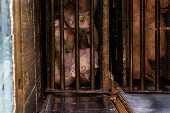 Pigs being gassed in carbon dioxide gas chamber