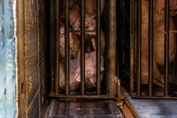 Pigs being gassed in carbon dioxide gas chamber