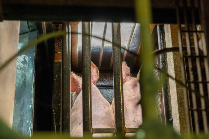 Pigs entering gondola in carbon dioxide gas chamber