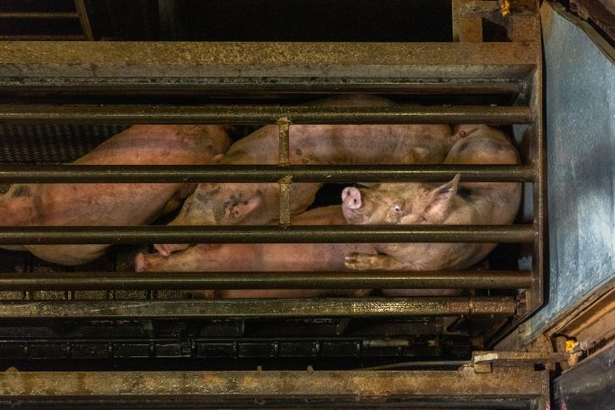 Pigs being gassed in carbon dioxide gas chamber