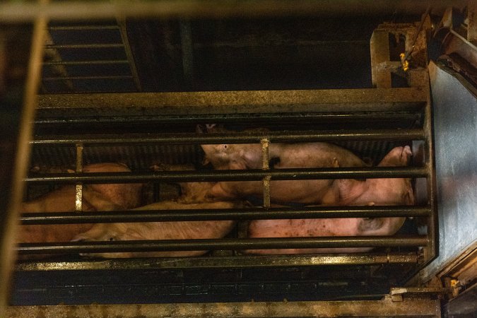 Pigs being gassed in carbon dioxide gas chamber