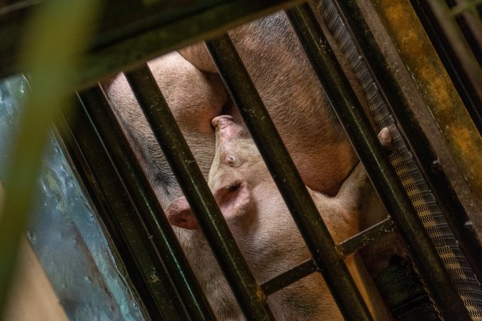 Pigs being gassed in carbon dioxide gas chamber