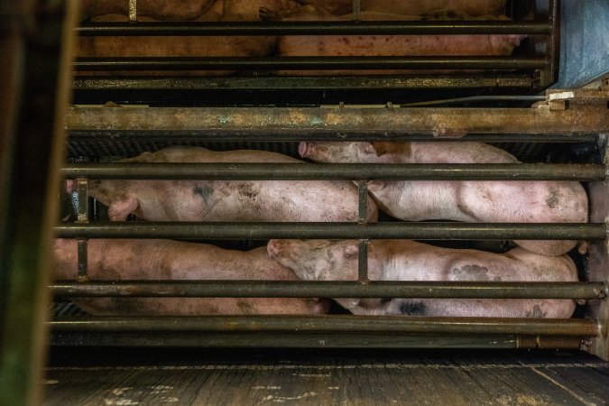 Pigs being gassed in carbon dioxide gas chamber