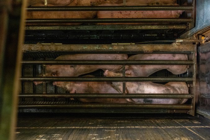 Pigs being gassed in carbon dioxide gas chamber