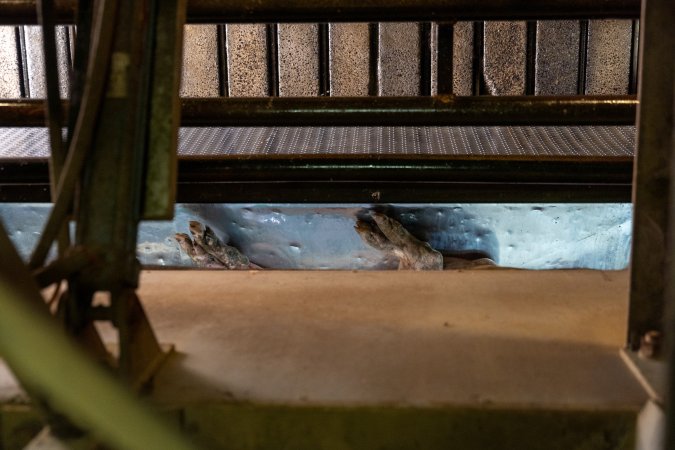 Pig being tipped out of gondola in carbon dioxide gas chamber