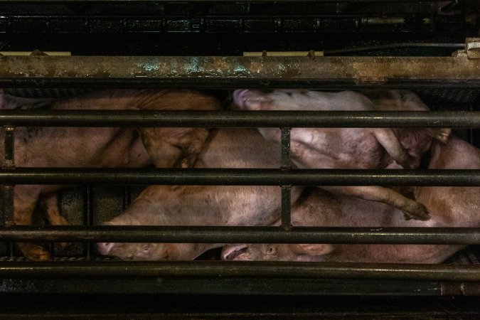 Pigs being gassed in carbon dioxide gas chamber