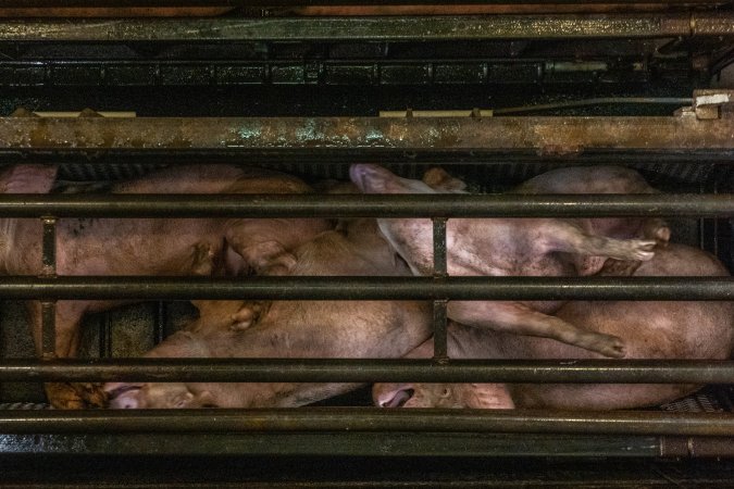 Pigs being gassed in carbon dioxide gas chamber