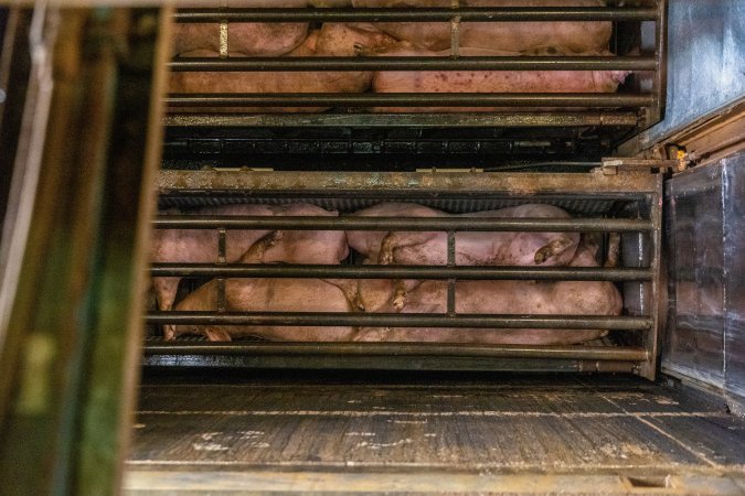 Pigs being gassed in carbon dioxide gas chamber