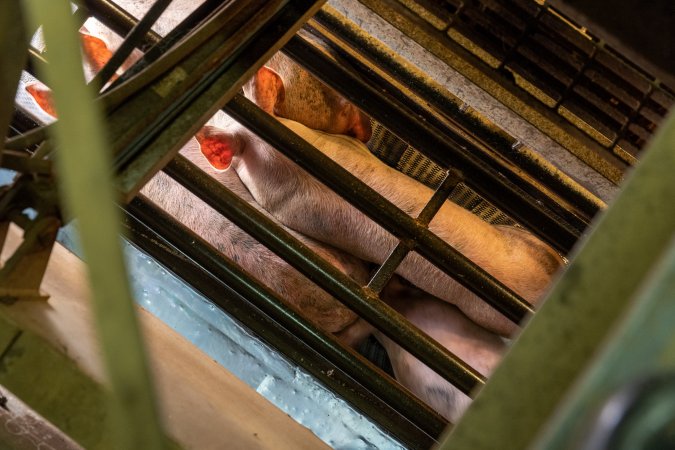 Pigs being gassed in carbon dioxide gas chamber