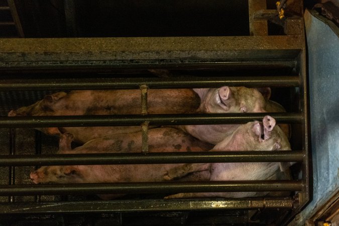 Pigs being gassed in carbon dioxide gas chamber