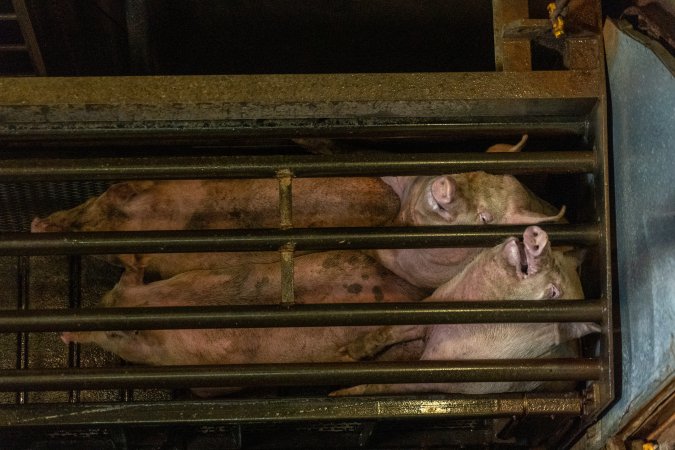 Pigs being gassed in carbon dioxide gas chamber