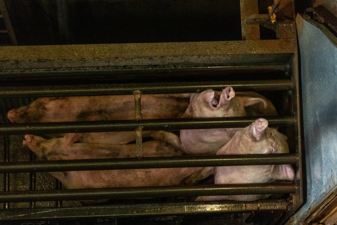 Pigs being gassed in carbon dioxide gas chamber