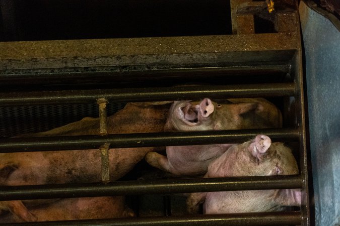 Pigs being gassed in carbon dioxide gas chamber