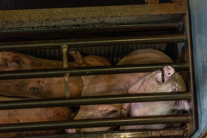 Pigs being gassed in carbon dioxide gas chamber