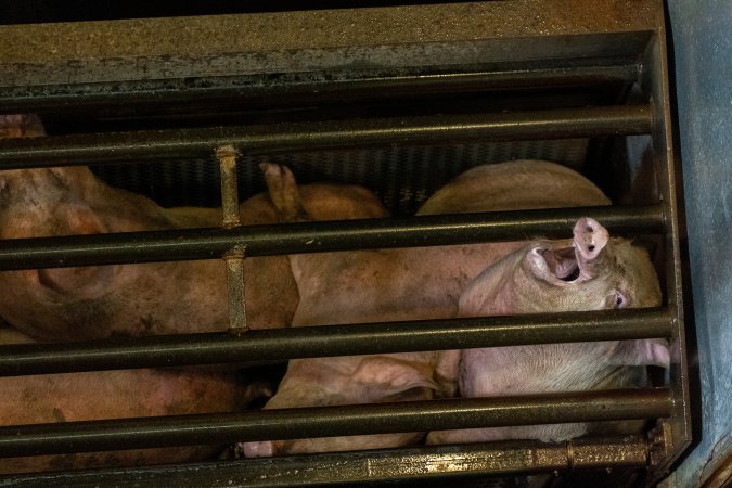 Pigs being gassed in carbon dioxide gas chamber