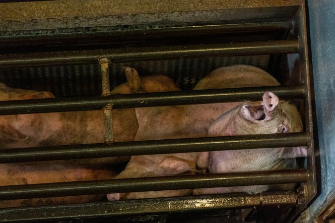 Pigs being gassed in carbon dioxide gas chamber