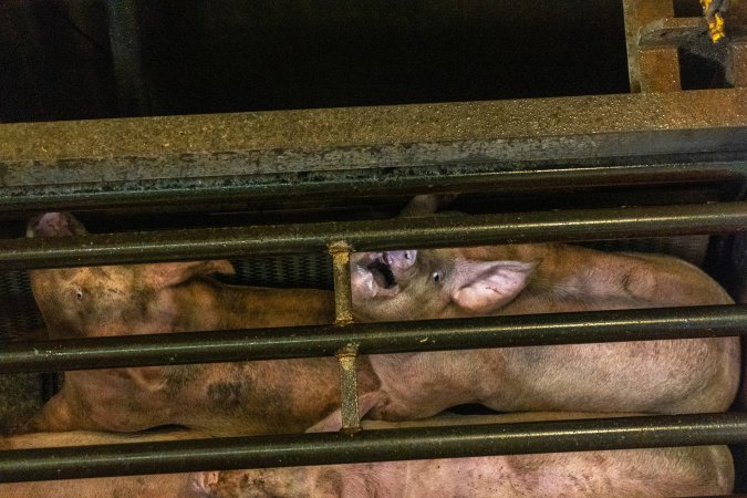 Pigs being gassed in carbon dioxide gas chamber