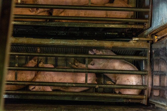 Pigs being gassed in carbon dioxide gas chamber