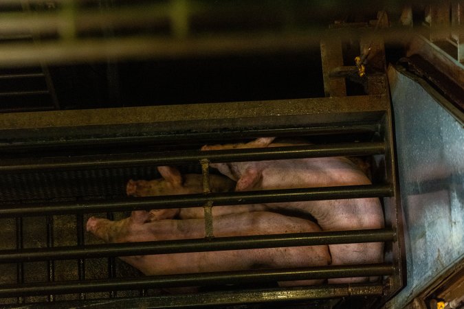 Pigs being gassed in carbon dioxide gas chamber