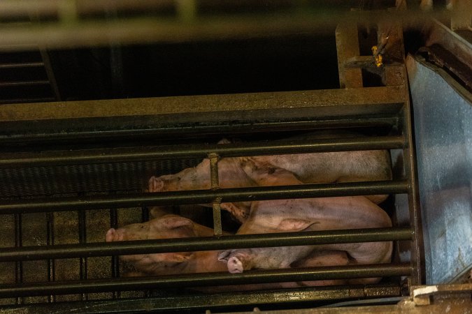 Pigs being gassed in carbon dioxide gas chamber