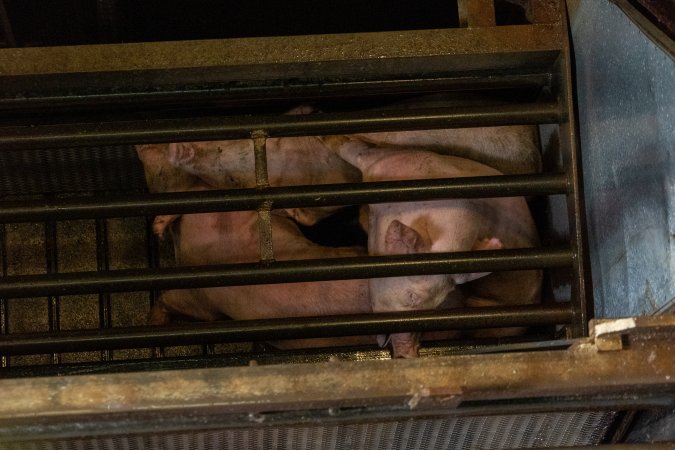 Pigs being gassed in carbon dioxide gas chamber