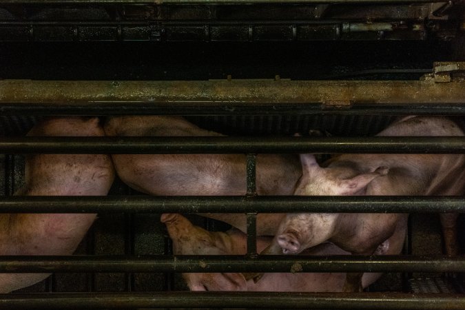 Pigs being gassed in carbon dioxide gas chamber