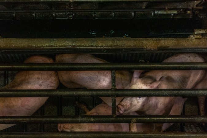 Pigs being gassed in carbon dioxide gas chamber