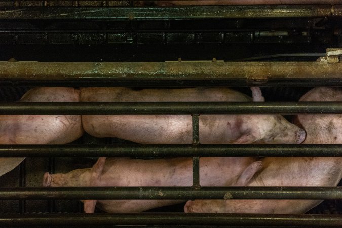 Pigs being gassed in carbon dioxide gas chamber