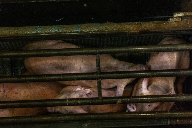 Pigs being gassed in carbon dioxide gas chamber