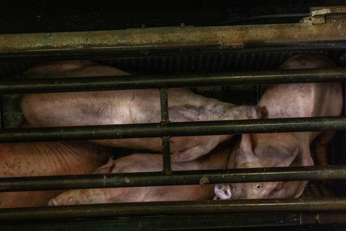 Pigs being gassed in carbon dioxide gas chamber