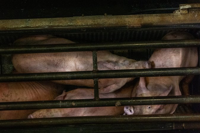 Pigs being gassed in carbon dioxide gas chamber