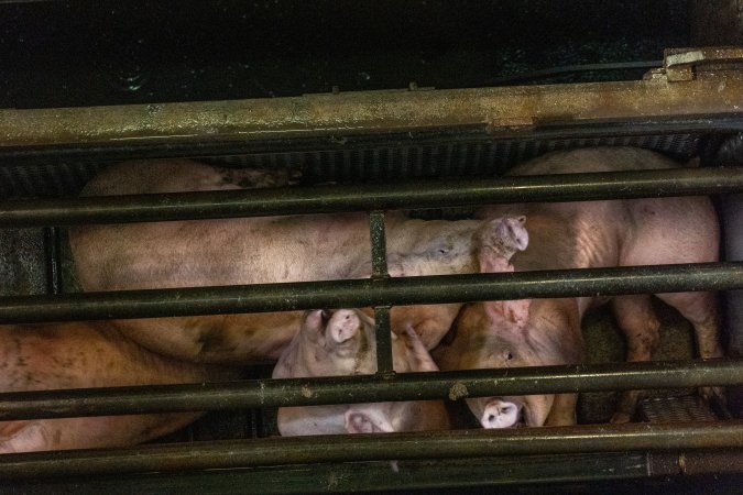 Pigs being gassed in carbon dioxide gas chamber