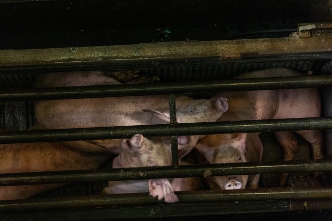 Pigs being gassed in carbon dioxide gas chamber