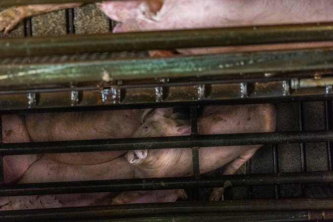 Pigs being gassed in carbon dioxide gas chamber