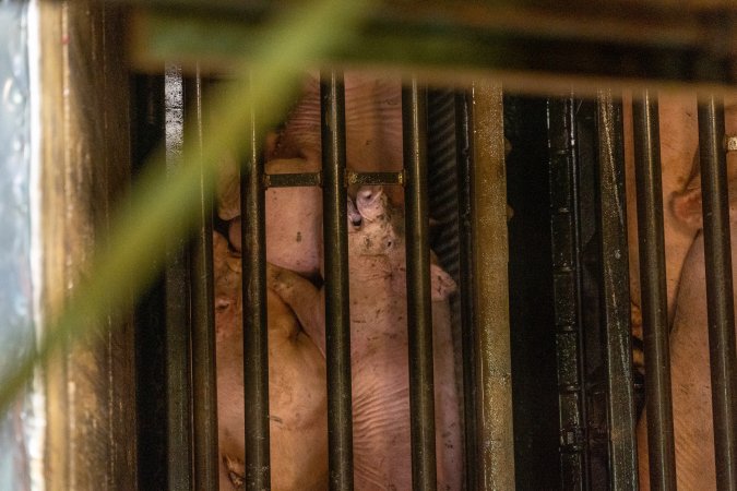 Pigs being gassed in carbon dioxide gas chamber