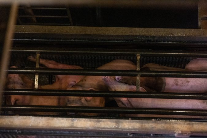 Pigs being gassed in carbon dioxide gas chamber