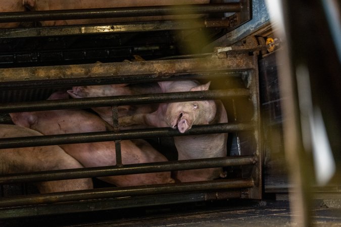 Pigs being gassed in carbon dioxide gas chamber