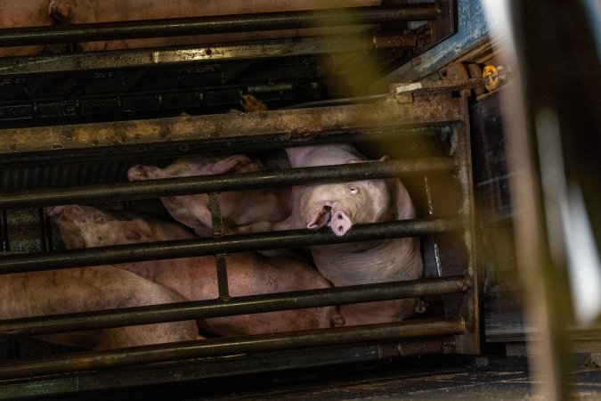 Pigs being gassed in carbon dioxide gas chamber