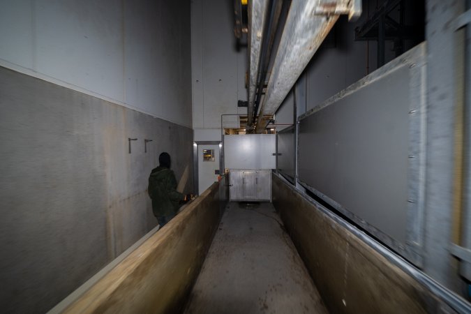 Investigator walking next to race in kill room