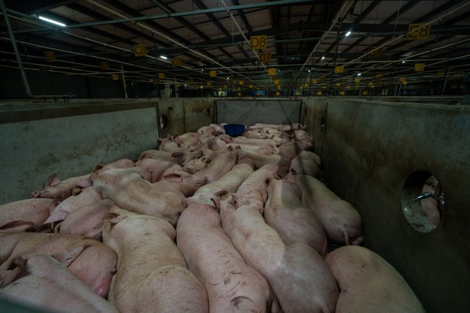 Pigs in holding pens