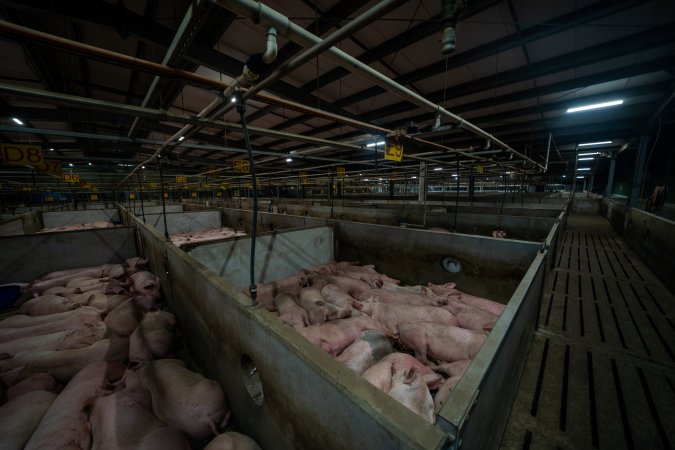 Pigs in holding pens