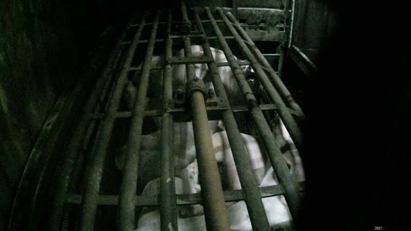 Pigs being gassed in carbon dioxide gas chamber