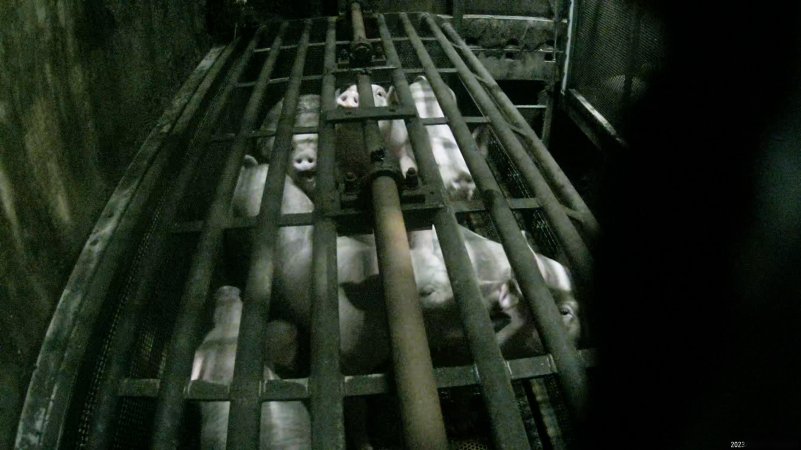 Pigs being gassed in carbon dioxide gas chamber