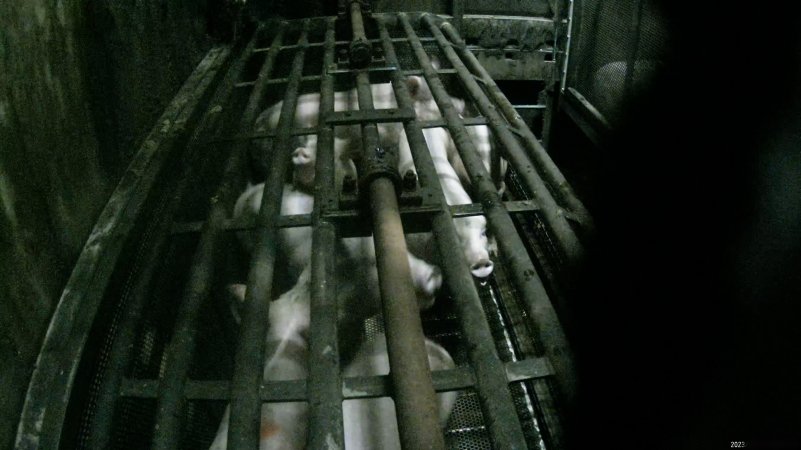 Pigs being gassed in carbon dioxide gas chamber