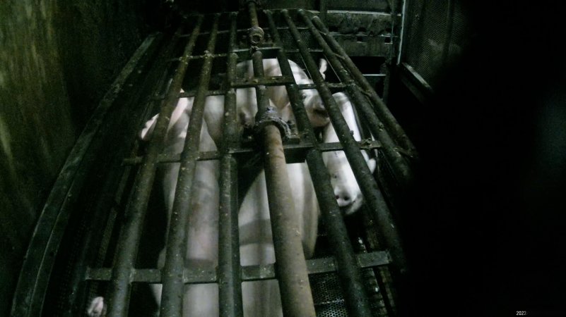 Pigs being gassed in carbon dioxide gas chamber