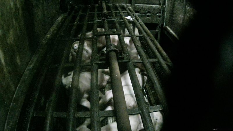 Pigs being gassed in carbon dioxide gas chamber