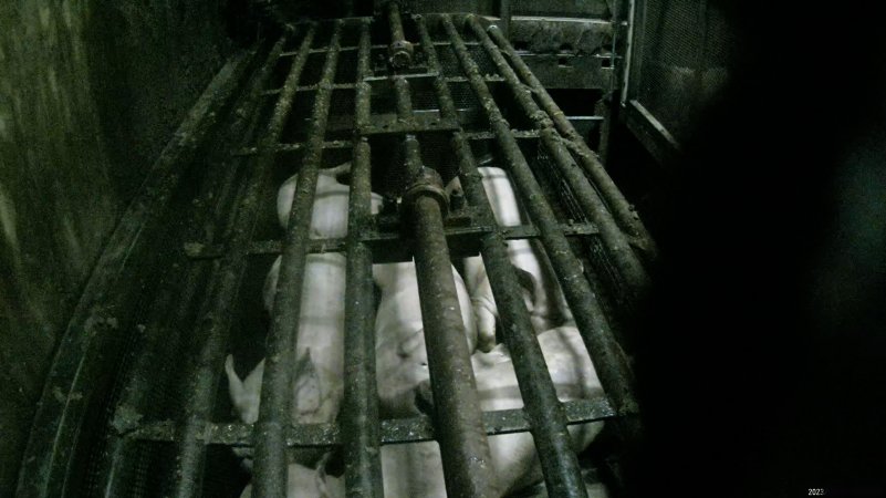 Pigs being gassed in carbon dioxide gas chamber