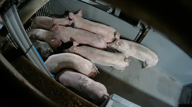 Pigs being forced into carbon dioxide gas chamber