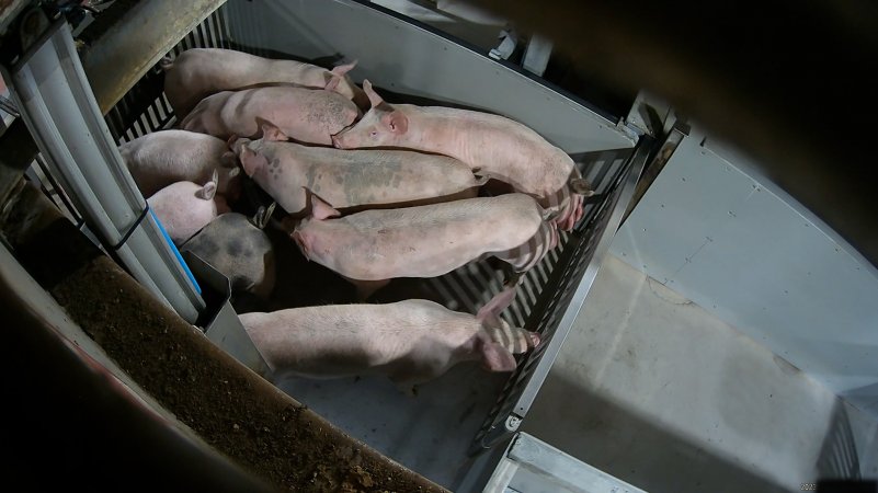 Pigs being forced into carbon dioxide gas chamber