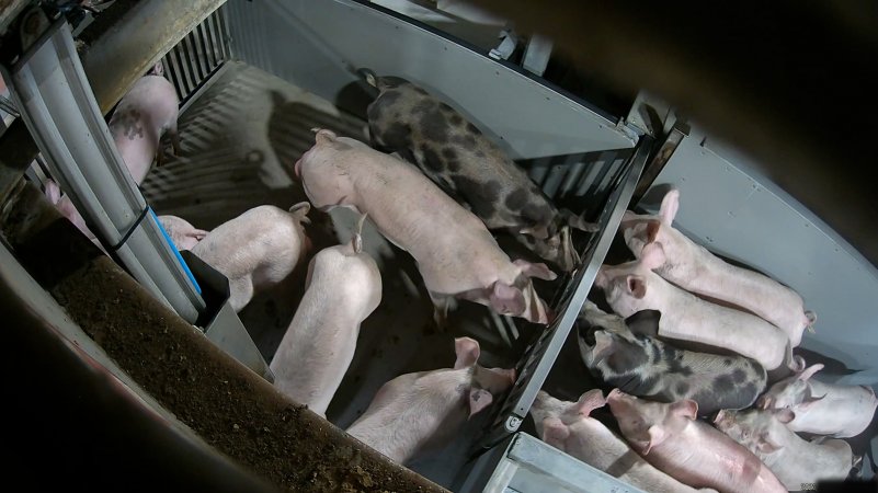 Pigs being forced into carbon dioxide gas chamber